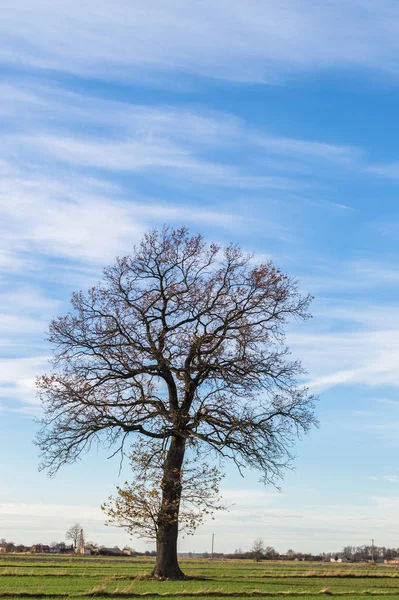 Stare Duże Drzewo Tle Koloru Niebieskim Niebem — Zdjęcie stockowe