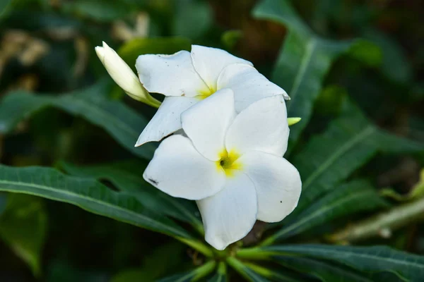Close Blooming Frangipani Flower — Stock Photo, Image