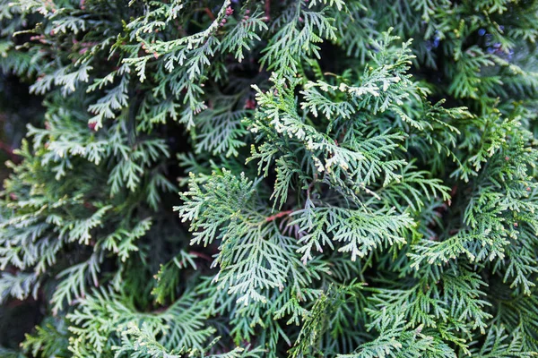Gałęzie Jałowca Wiecznie Zielonego Drzewa Iglastego Liśćmi Podobnymi Łuski — Zdjęcie stockowe