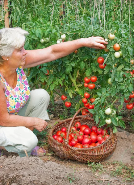 Elderly Mistress Kitchen Garden Reaps Crop — Stock Photo, Image