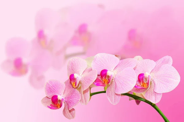 Fragle Flor Orquídea Tonificada Macia Fundo Borrado Com Espaço Cópia — Fotografia de Stock