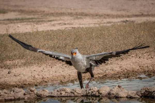 秘書の鳥足を運んだりで Kgalagadi 国境公園 南アフリカ共和国で彼の翼を広げ — ストック写真