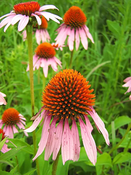 Photograph Pink Flower Field — Stock Photo, Image