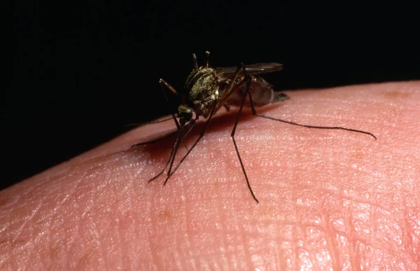 Primer Plano Mosquitos Chupando Sangre — Foto de Stock