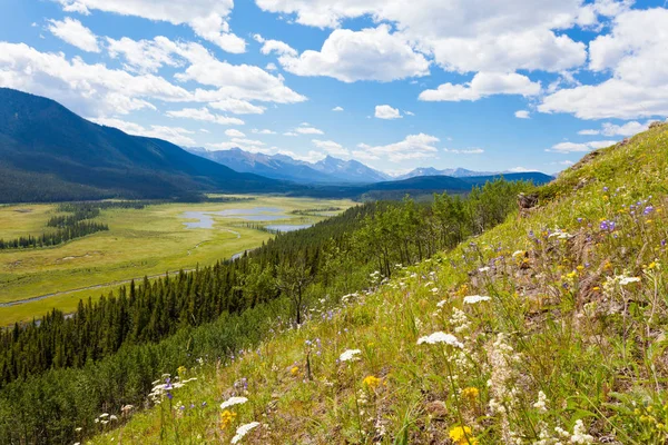 Milieu Humide Riverain Vallée Montagneuse Dans Parc Willmore Wilderness Park — Photo