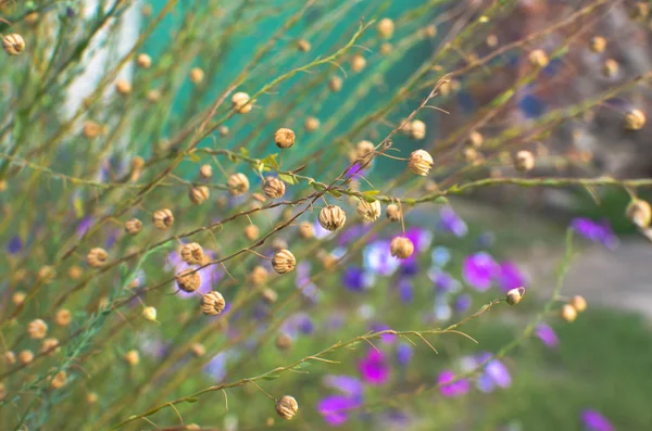 Linum Macrorhizum Decoratieve Linnen Groene Plant Achtergrond — Stockfoto