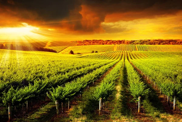 Belo Pôr Sol Sobre Uma Vinha Barossa — Fotografia de Stock