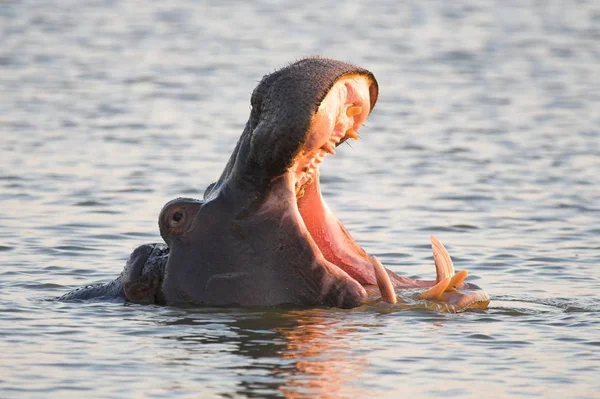 Hippo Yawning Mutatja Fogak Dominanciája Kijelző — Stock Fotó