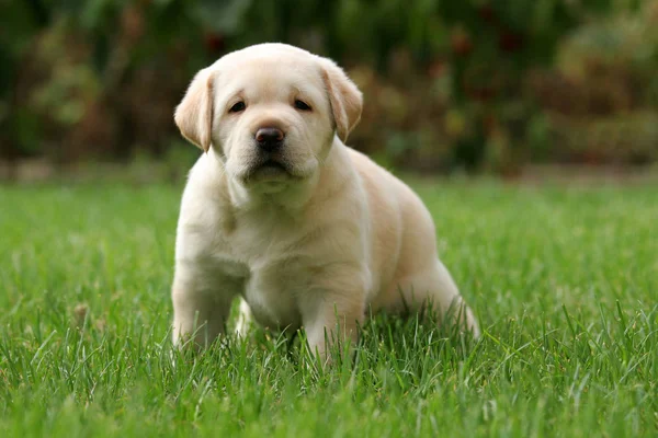 Żółty Miesiąc Stary Labrador Szczeniak Trawie Patrząc Twoje Oczy — Zdjęcie stockowe