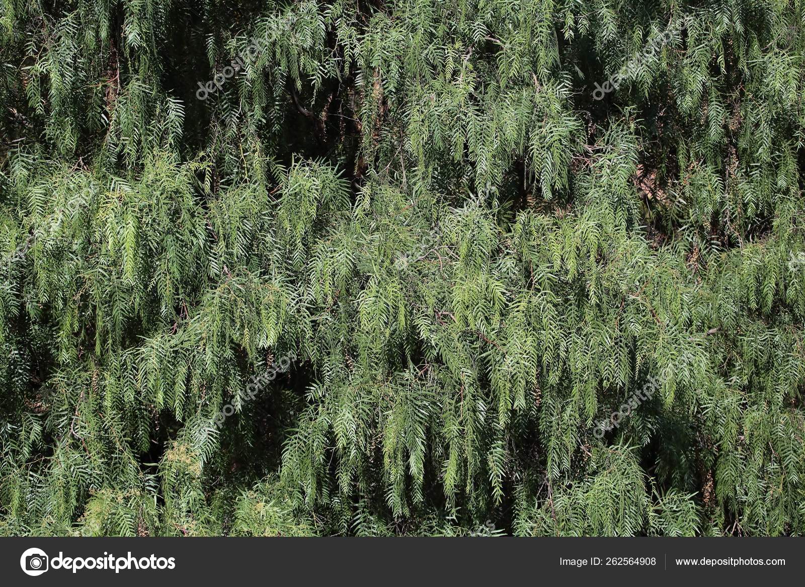 Leaves Silver Oak Tree Grevilla Robusta Stock Photo Image By C Yayimages