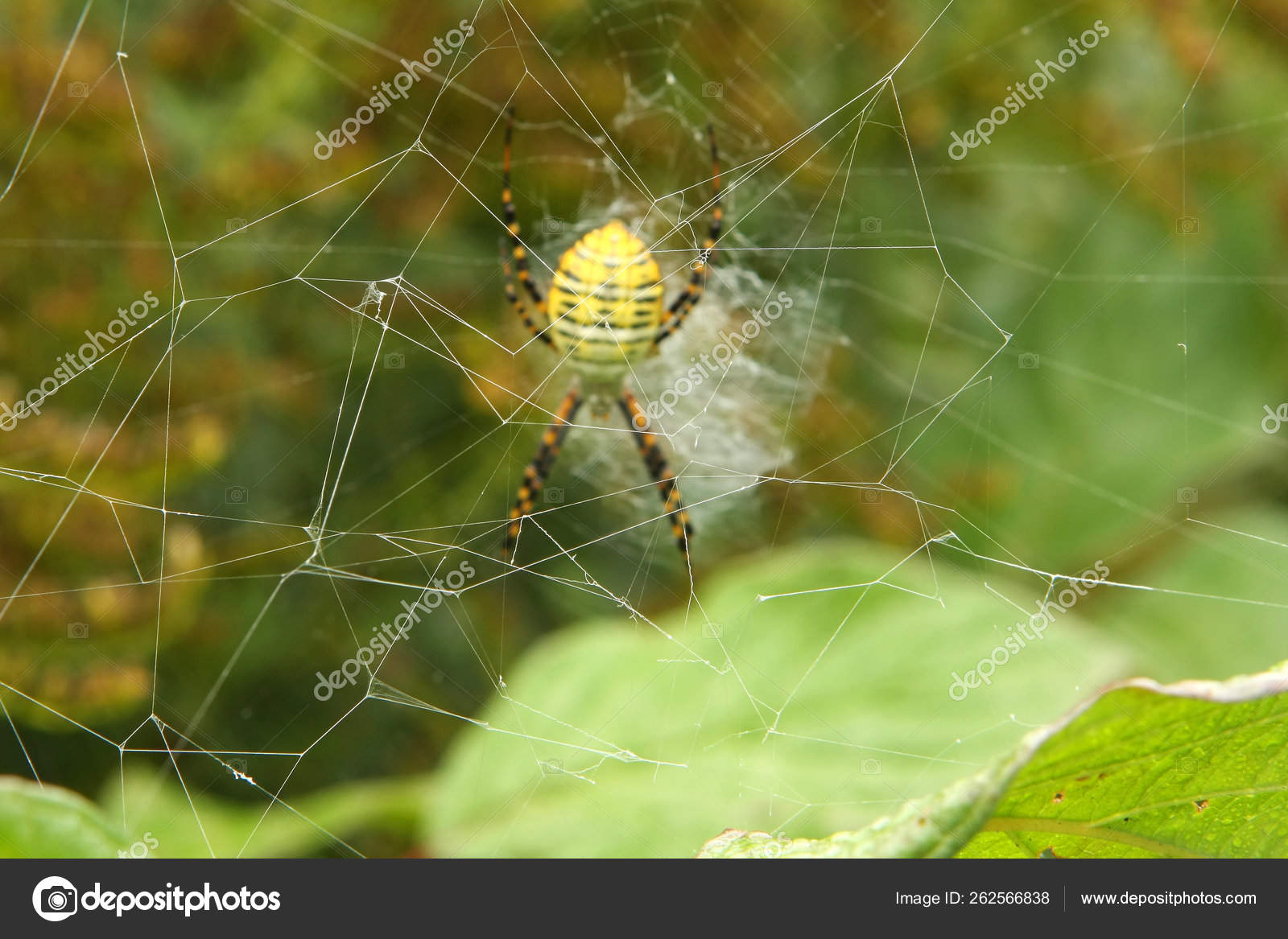 Banded Garden Spider Argiope Trifasciata Female Sitting Her Web