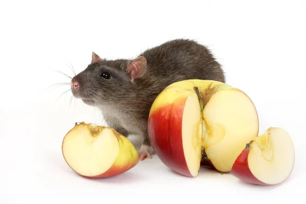 Die Große Graue Ratte Und Äpfel — Stockfoto