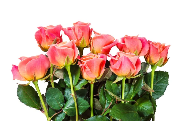 Розы Цветок Изолирован Белом Фоне — стоковое фото