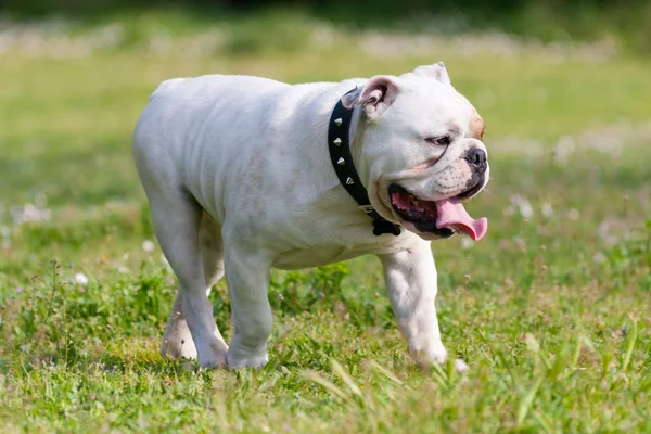 Englische Bulldogge Läuft Einem Sonnigen Tag — Stockfoto