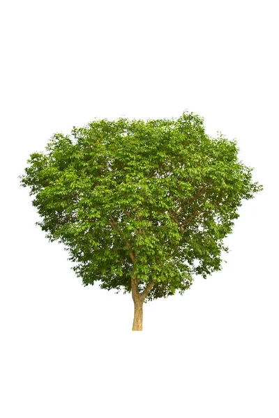 Tree Isolate White Background — Stock Photo, Image