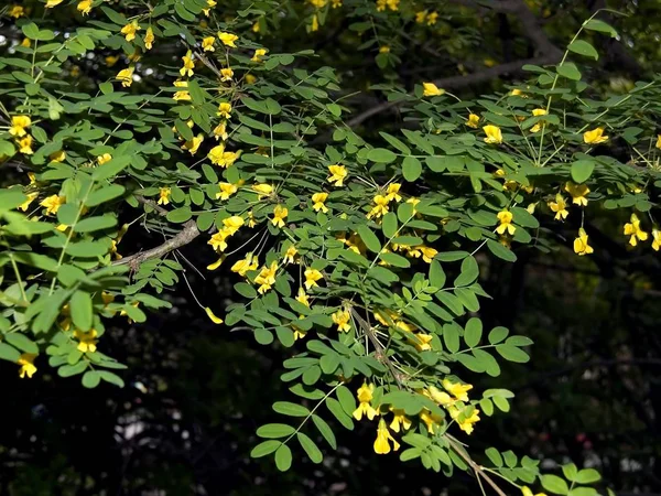 Ветвь Акации Желтыми Цветами Зелеными Листьями Черном Фоне — стоковое фото