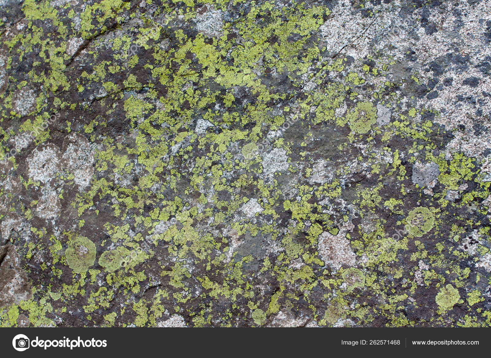 Moss Covers Rock Lake Tahoe Creat Unique Texture Nature — Stock Photo