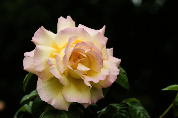 Rosa Ornamental Naranja Roja Amarilla Plena Floración — Foto de Stock