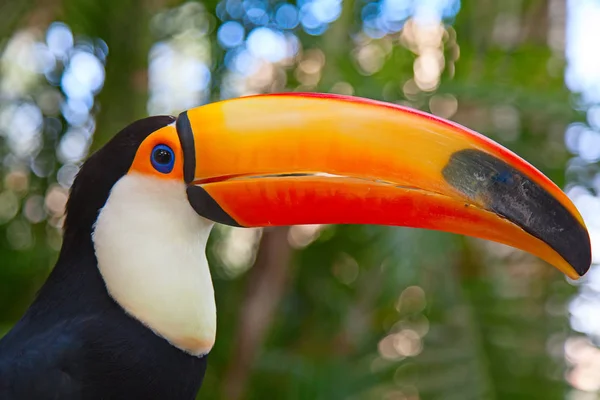 Tucano Colorido Aviário — Fotografia de Stock