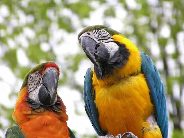 Gyönyörű Papagájok Állatkert Háttérben — Stock Fotó