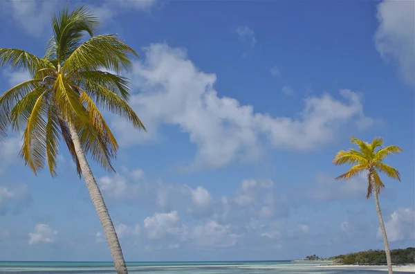 Horizonte Enmarcado Por Dos Palmeras Paraíso Con Océano Turquesa Arenas — Foto de Stock