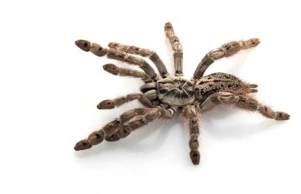 Sier Baboon Tarantula Heteroscoda Maculata Geïsoleerd Witte Achtergrond — Stockfoto