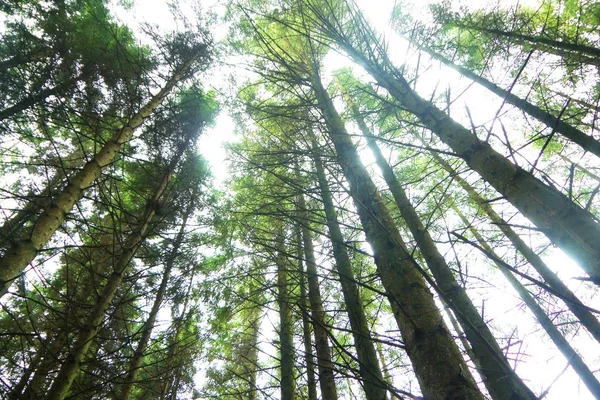 Rayos Luz Brillando Través Las Ramas Los Árboles Las Hojas — Foto de Stock