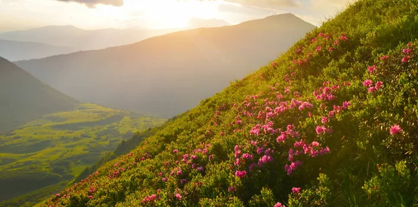 夏の山でピンクのシャクナゲの開花 — ストック写真