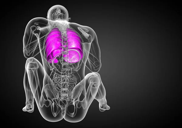 Hacer Ilustración Médica Del Sistema Respiratorio Humano Vista Posterior — Foto de Stock