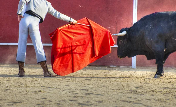 Foto Del Toro España Toro Negro —  Fotos de Stock