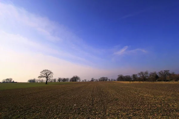 Landschaft Mit Ein Paar Bäumen Und Einem Feld Bei Schönem — Stockfoto