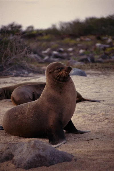 Zeeleeuw Galapagos Eilanden — Stockfoto