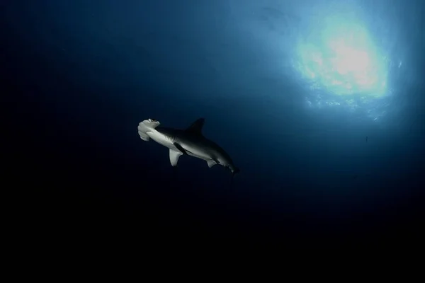 Опасная Большая Картина Подводного Плавания Акул — стоковое фото