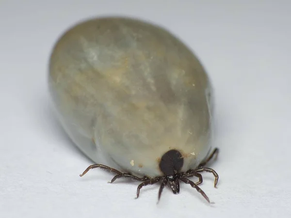 Doğa Hastalıkların Transferi Tam Onu Kene Ixodes Ricinus Kan Doldurun — Stok fotoğraf