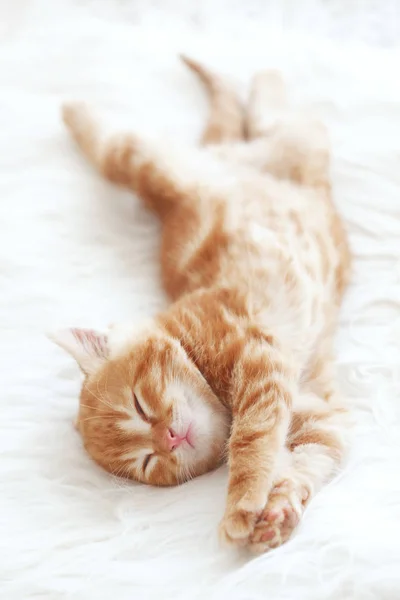 stock image Cute little red kitten sleeps on fur white blanket