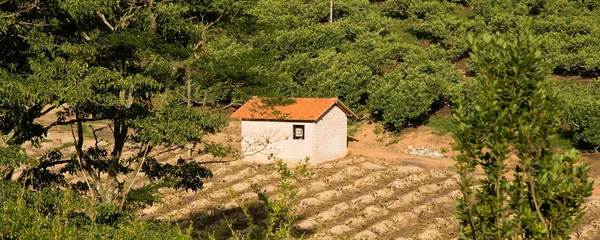 Vista Aérea Uma Quinta Plantação Figos — Fotografia de Stock