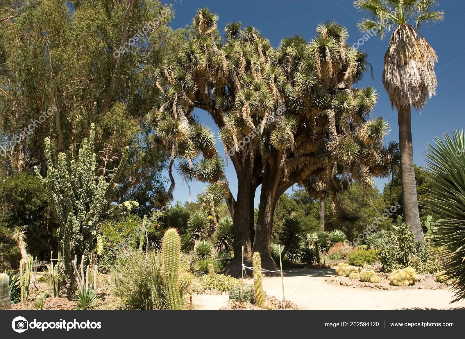 Stanford Cactus Garden Botanical Garden Specializing Cactus