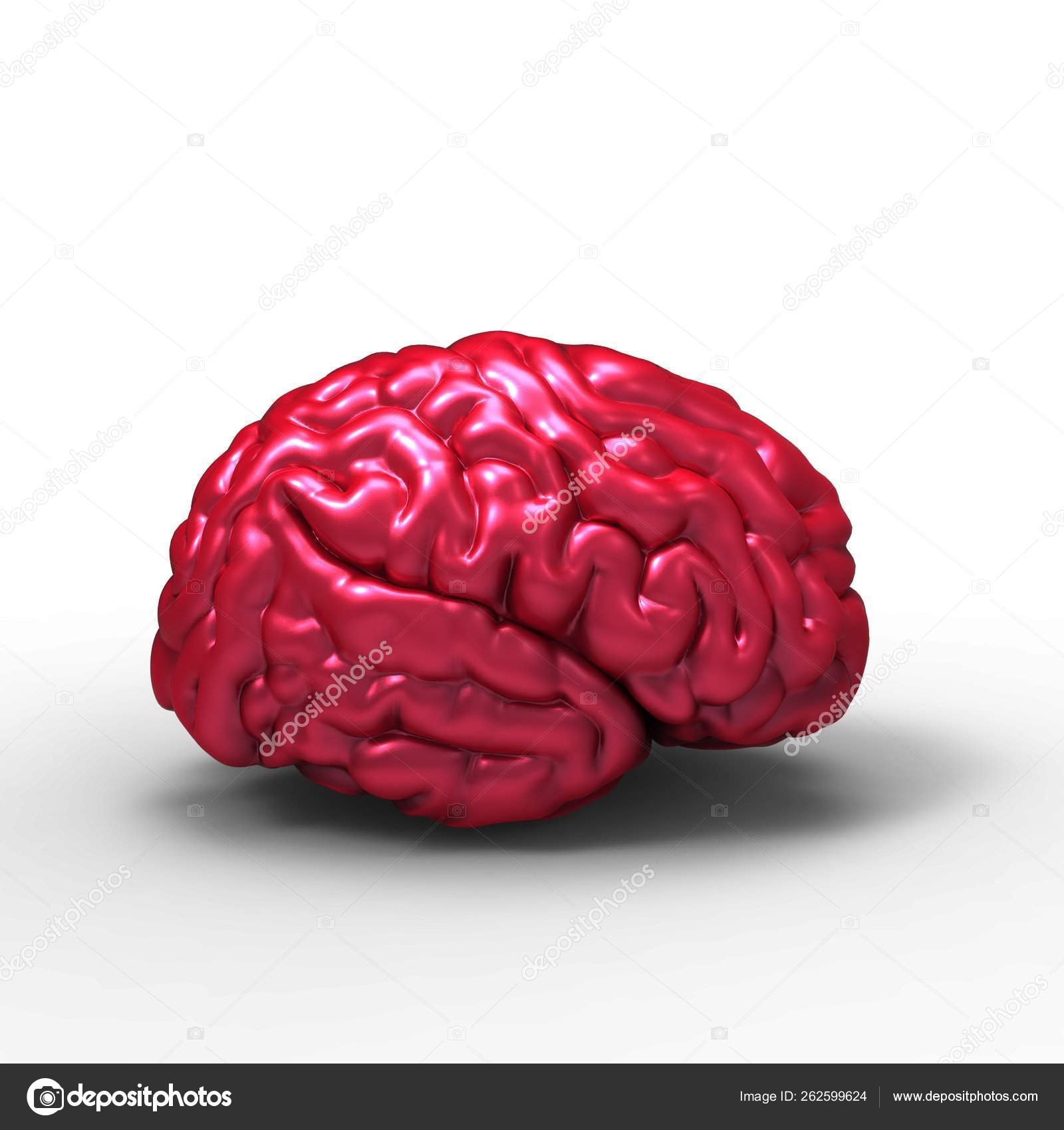 Human Brain Model Isolated Stock Photo C Yayimages 262599624