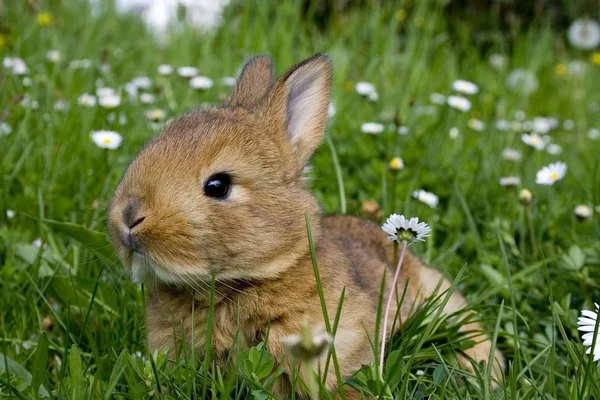 Conejo Pascua Sobre Hierba Verde Fresca — Foto de Stock