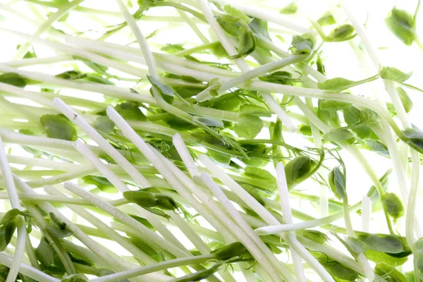 Isolated macro image of organic pea sprouts.