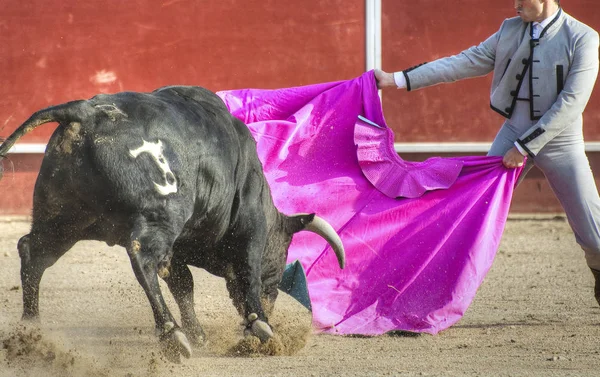 Foto Del Toro España Toro Negro —  Fotos de Stock