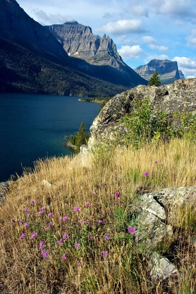Lakeside Blommor Mary Lake Glacier National Park Montana — Stockfoto