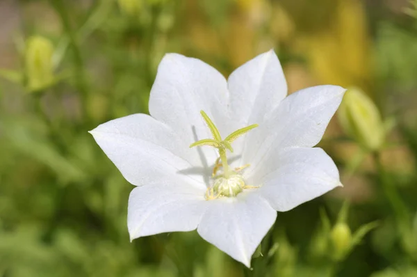 Carpatica Harangvirág Kerti Virággal — Stock Fotó