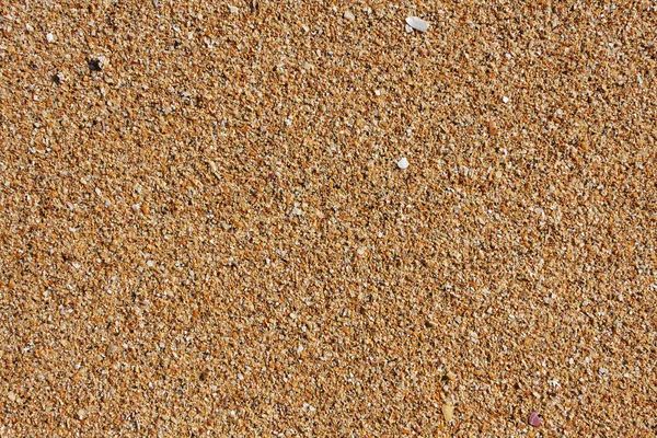 Κέλυφος Άμμο Στην Παραλία Τις Ίσαλες Γραμμές Μεγάλη Λεπτομέρεια Και — Φωτογραφία Αρχείου