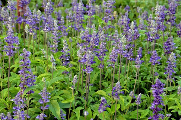 Flores Lavanda Jardín — Foto de Stock