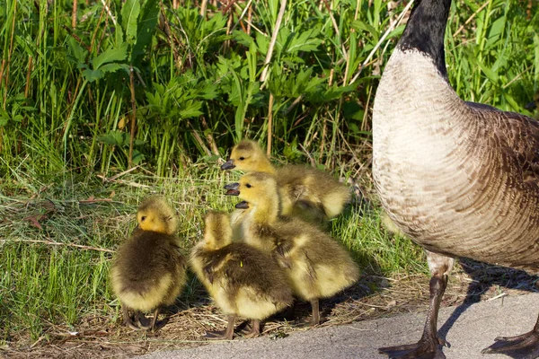 野生の自然でかわいい鳥のクローズアップ — ストック写真