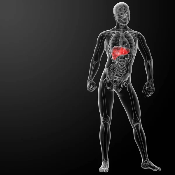 肝臓の レンダリングされた図 — ストック写真