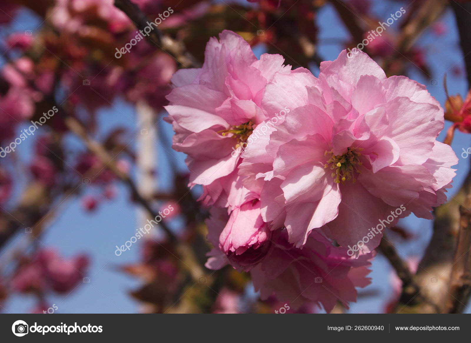 Fleur Cerisier Fleurissant Sur Arbre Printemps Image Libre De Droit Par Yayimages C Fleur Cerisier Fleurissant Sur Arbre Printemps Image Libre De Droit Par Yayimages C