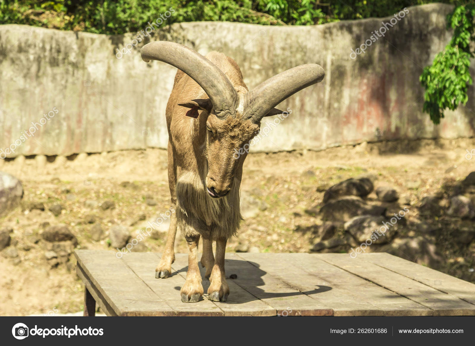 Download 6400 Gambar Flora Dan Fauna Di Thailand  Gratis HD