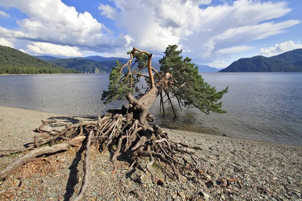 Pino Inclinato Sul Lago Teletskoe Altai Siberia — Foto Stock